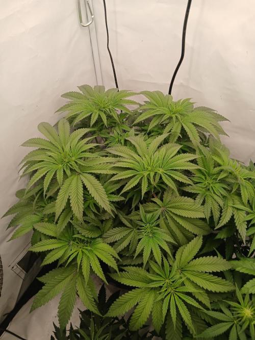 Super Sativa Seed Club DWC Version. Week 7