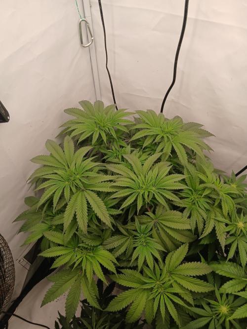Super Sativa Seed Club DWC Version. Week 7