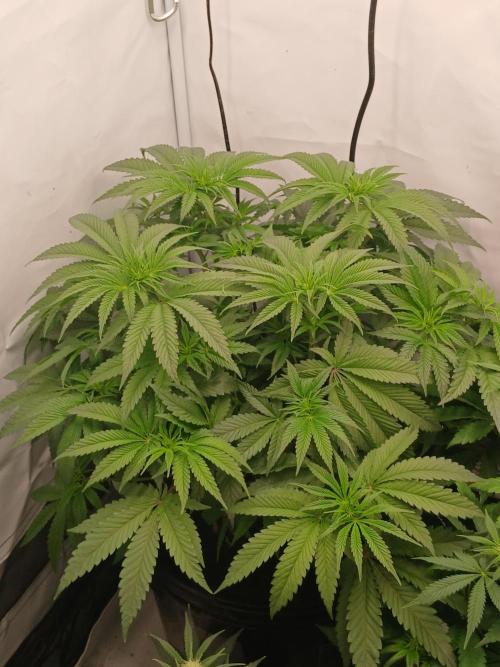 Super Sativa Seed Club DWC Version. Week 7