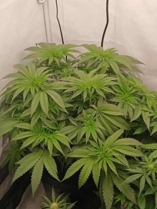 Super Sativa Seed Club DWC Version. Week 7