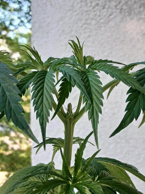 Super Sativa Seed Club Outdoor Version. Week 8