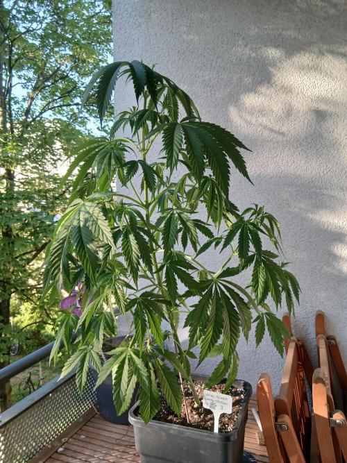 Super Sativa Seed Club Outdoor Version. Week 8