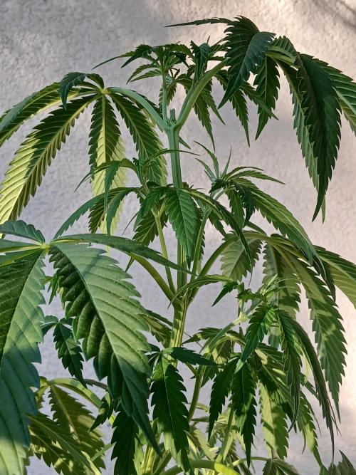 Super Sativa Seed Club Outdoor Version. Week 8