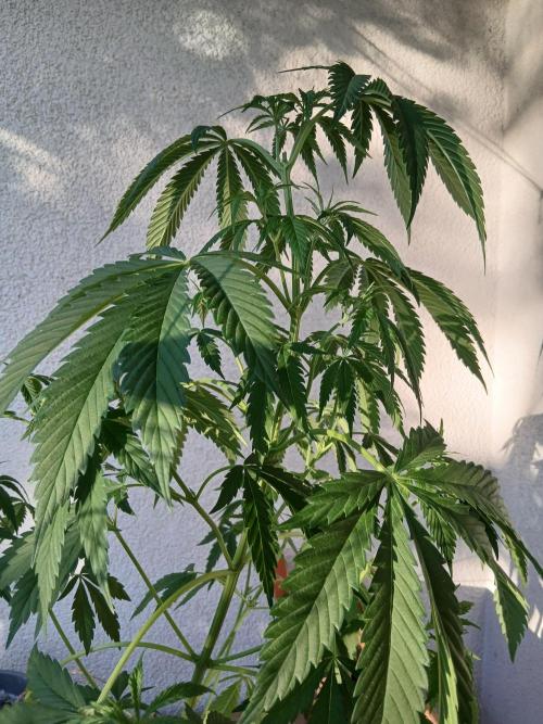 Super Sativa Seed Club Outdoor Version. Week 8