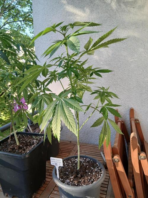 Super Sativa Seed Club Outdoor Version. Week 8