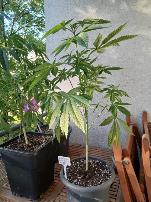 Super Sativa Seed Club Outdoor Version. Week 8