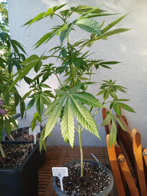 Super Sativa Seed Club Outdoor Version. Week 8