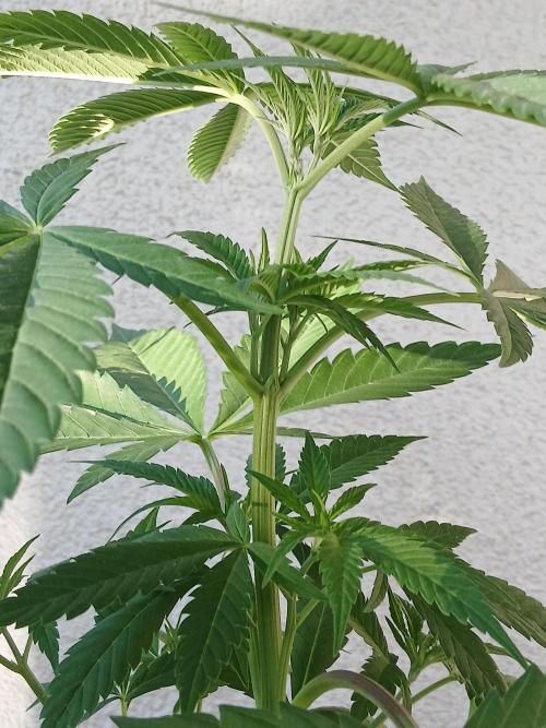 Super Sativa Seed Club Outdoor Version. Week 8