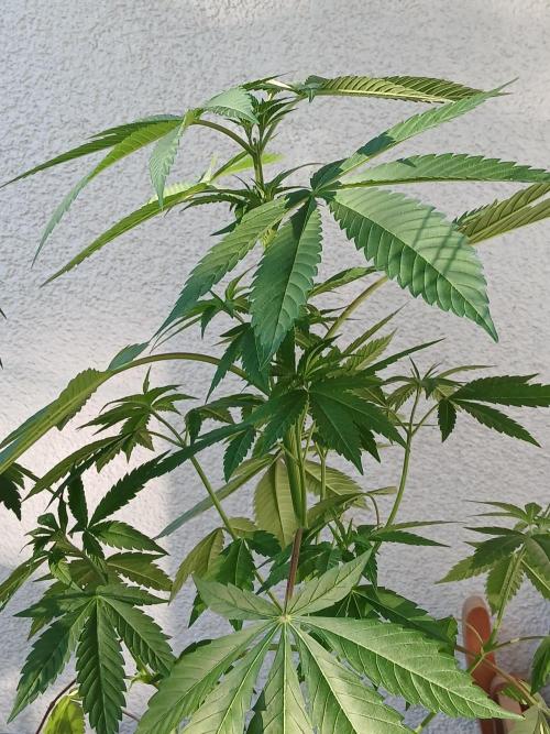 Super Sativa Seed Club Outdoor Version. Week 8