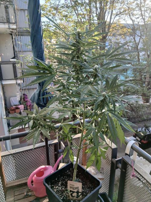 Original Skunk meets Auto. Week 8