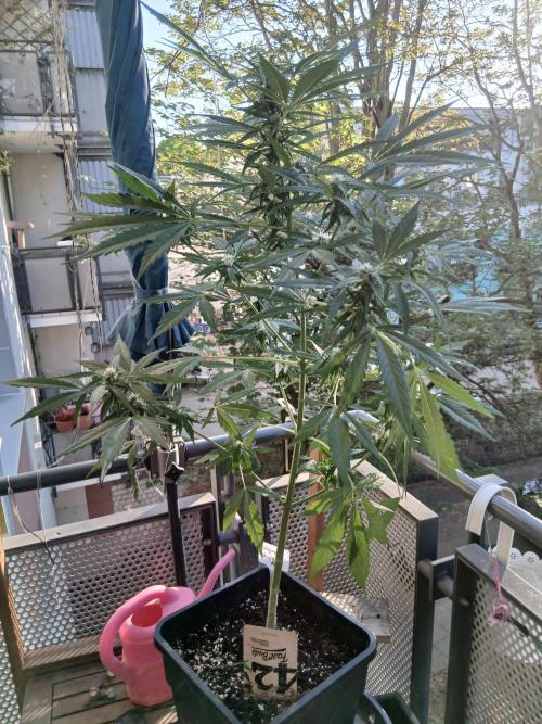 Original Skunk meets Auto. Week 8