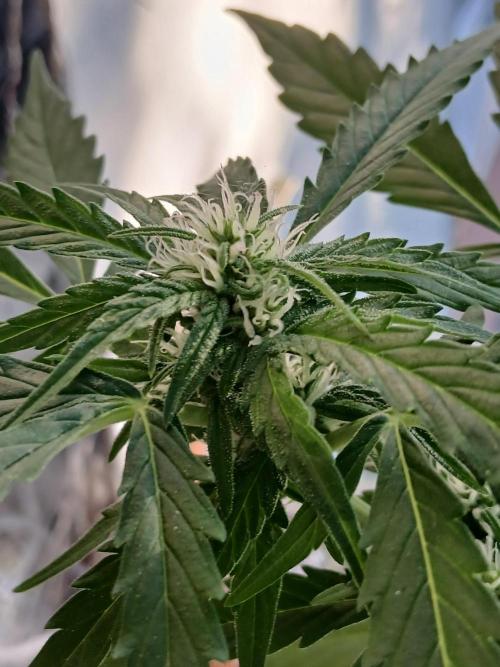 Original Skunk meets Auto. Week 8
