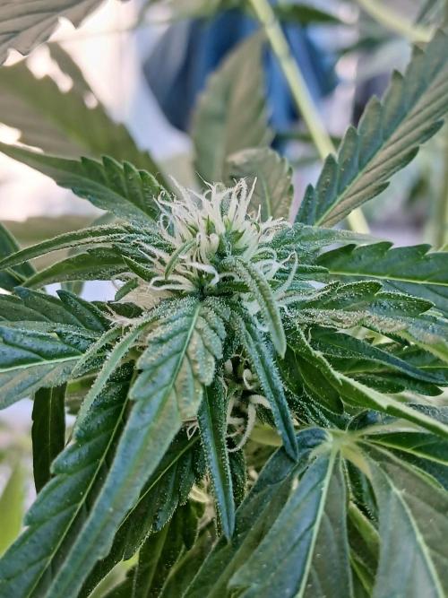Original Skunk meets Auto. Week 8