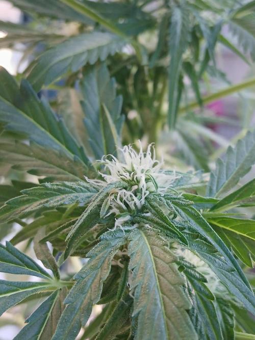 Original Skunk meets Auto. Week 8