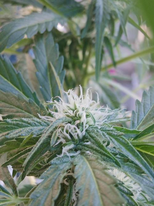Original Skunk meets Auto. Week 8