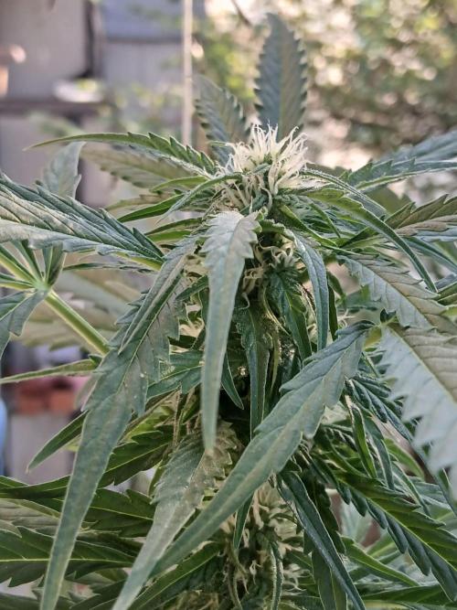 Original Skunk meets Auto. Week 8