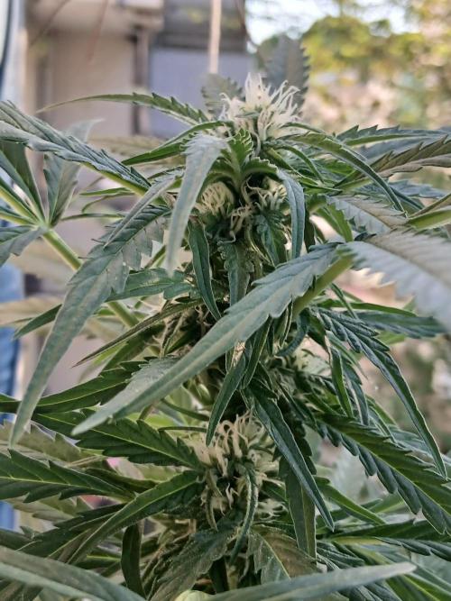 Original Skunk meets Auto. Week 8