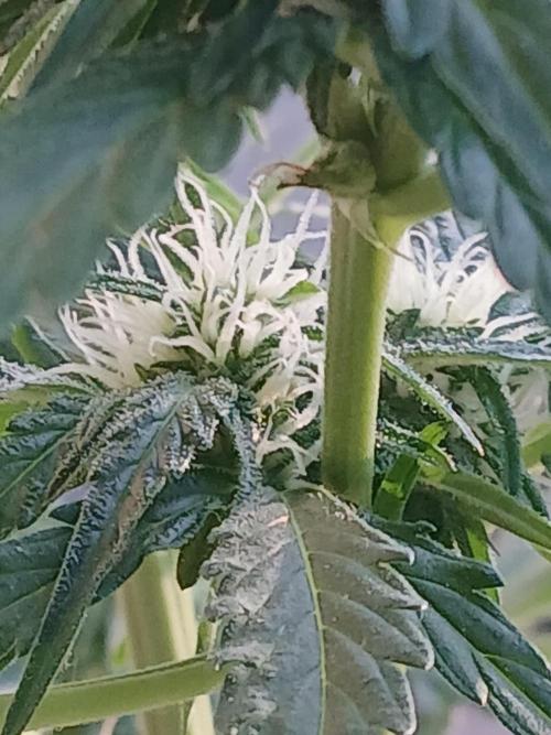 Original Skunk meets Auto. Week 8