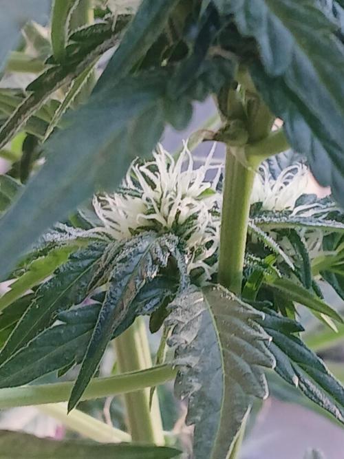 Original Skunk meets Auto. Week 8