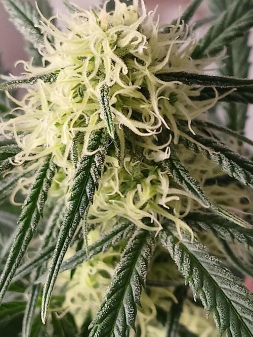 Ghost Train Og. Week 8
