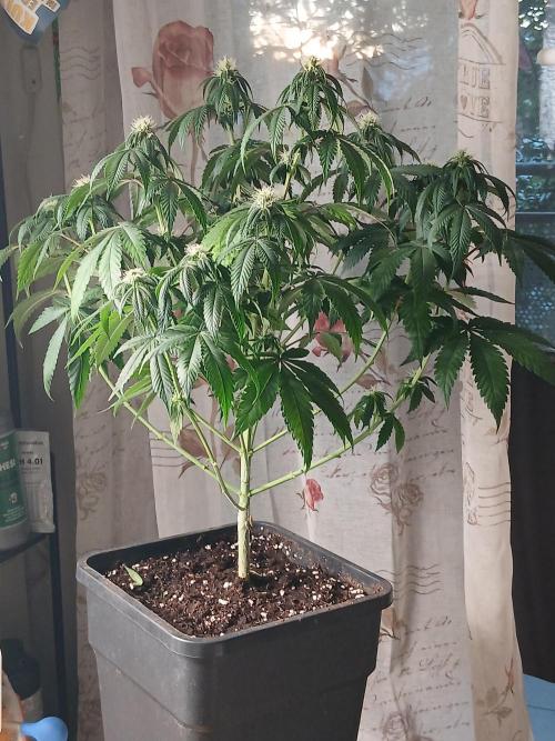 Super Sativa Seed Club Soil Version. Week 8