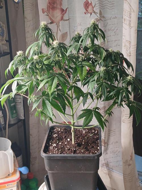 Super Sativa Seed Club Soil Version. Week 8