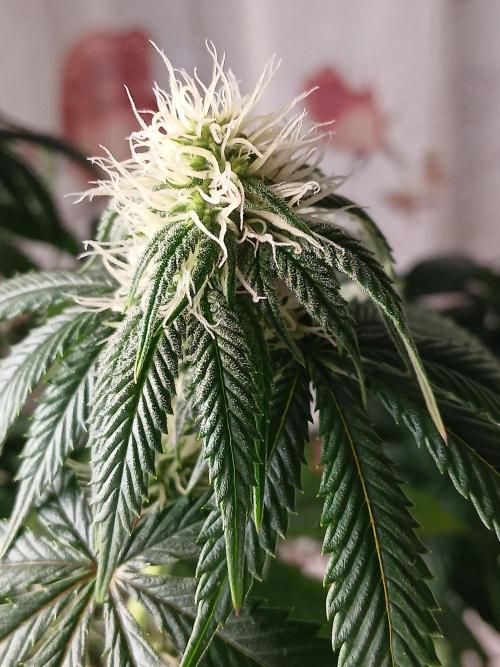 Super Sativa Seed Club Soil Version. Week 8