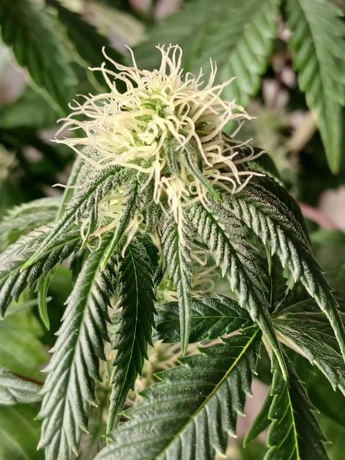 Super Sativa Seed Club Soil Version. Week 8