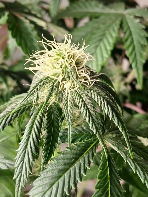 Super Sativa Seed Club Soil Version. Week 8