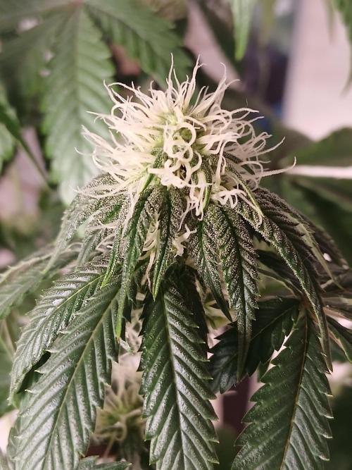 Super Sativa Seed Club Soil Version. Week 8