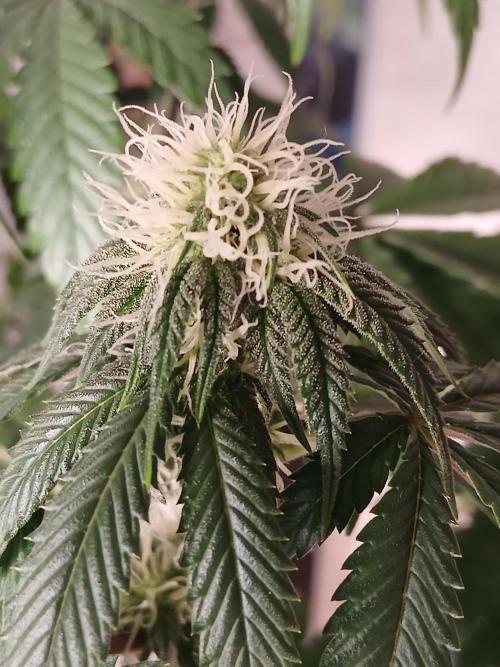 Super Sativa Seed Club Soil Version. Week 8