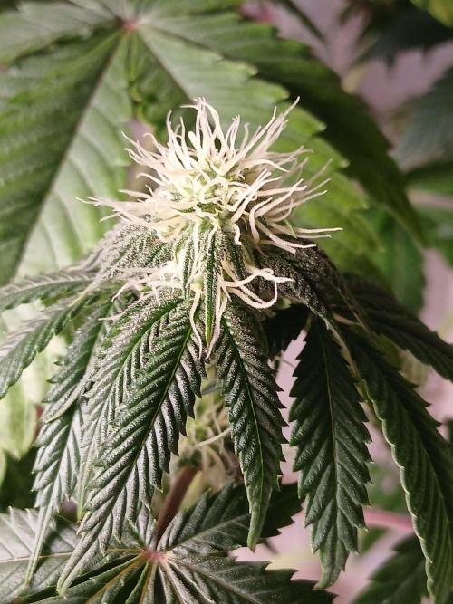 Super Sativa Seed Club Soil Version. Week 8
