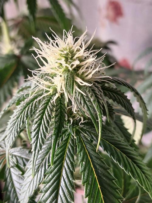 Super Sativa Seed Club Soil Version. Week 8