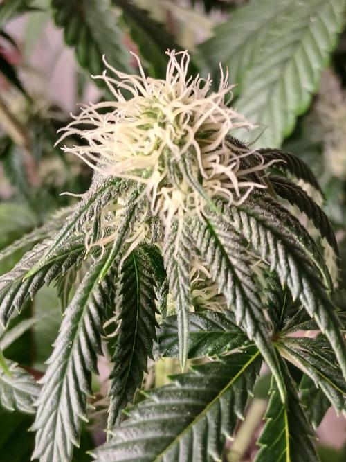 Super Sativa Seed Club Soil Version. Week 8