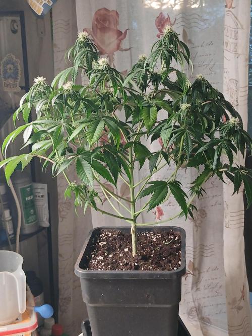 Super Sativa Seed Club Soil Version. Week 8