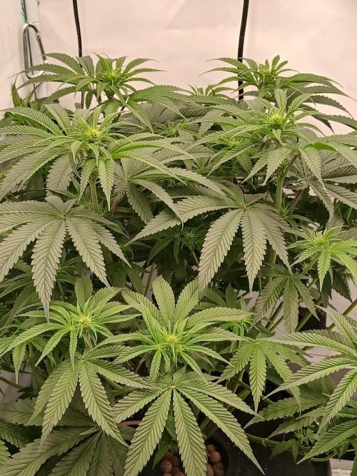 Super Sativa Seed Club DWC Version. Week 8