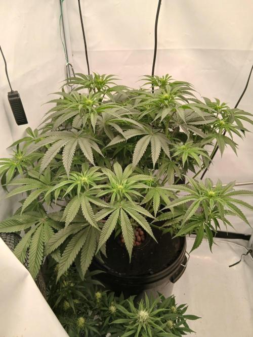 Super Sativa Seed Club DWC Version. Week 8