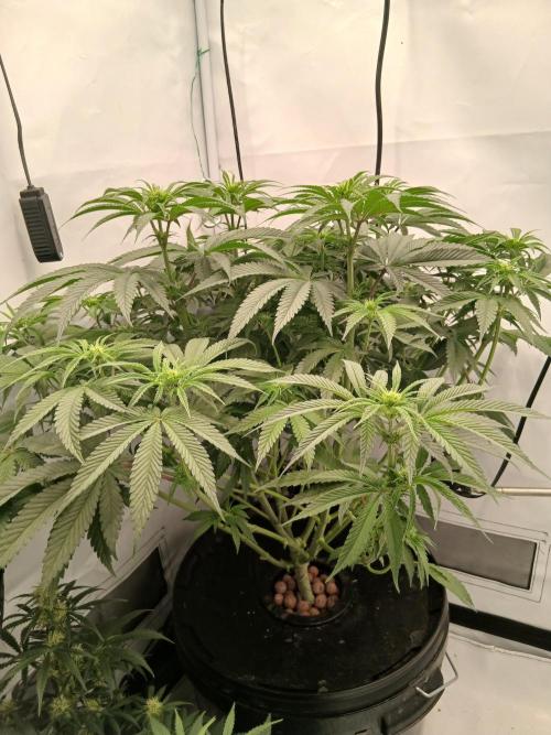 Super Sativa Seed Club DWC Version. Week 8