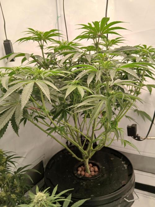 Super Sativa Seed Club DWC Version. Week 8