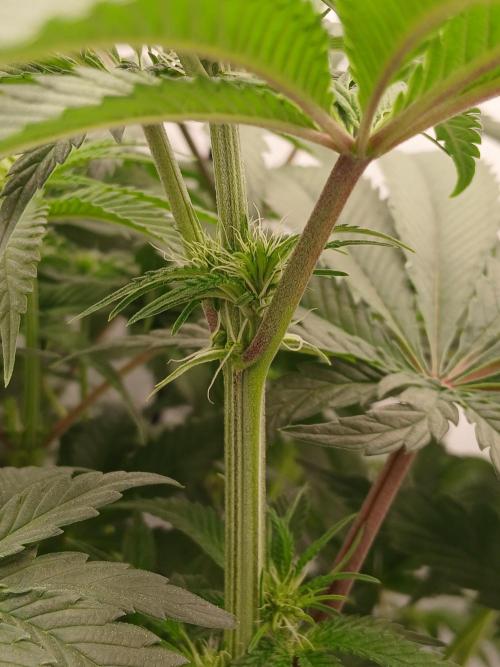 Super Sativa Seed Club DWC Version. Week 8