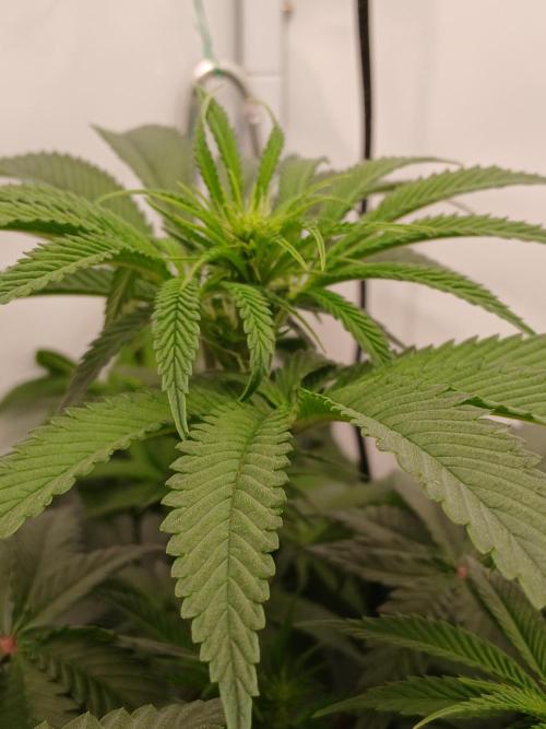 Super Sativa Seed Club DWC Version. Week 8