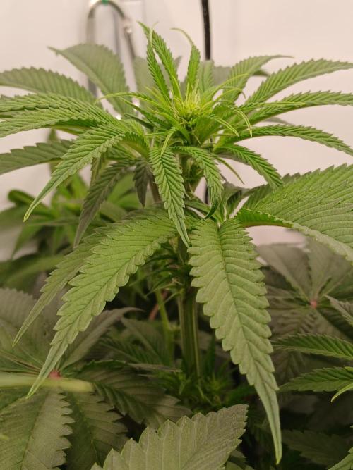 Super Sativa Seed Club DWC Version. Week 8