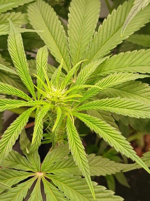 Super Sativa Seed Club DWC Version. Week 8