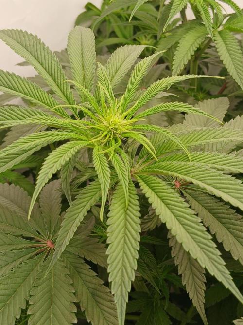 Super Sativa Seed Club DWC Version. Week 8