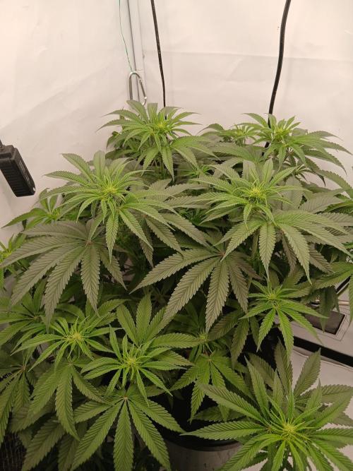 Super Sativa Seed Club DWC Version. Week 8