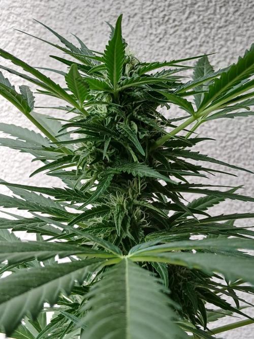 Original Skunk meets Auto. Week 9
