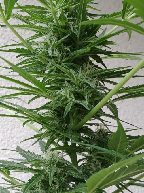Original Skunk meets Auto. Week 9