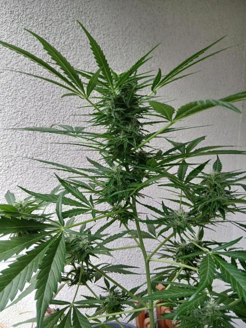 Original Skunk meets Auto. Week 9