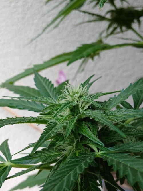 Original Skunk meets Auto. Week 9