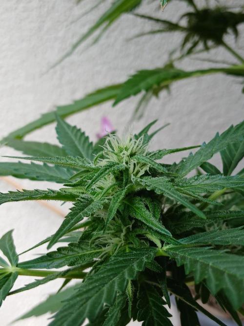 Original Skunk meets Auto. Week 9